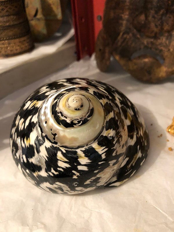 345.jpg CAPARAZON DE CARACOL PINTADO - Image 1