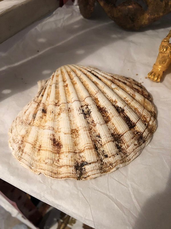 346.jpg CONCHA MEDIANA DORADITA CON NEGRO - Image 1