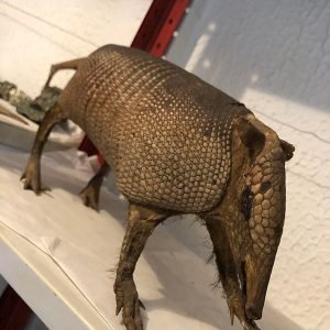 ARMADILLO DISECADO