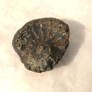 FOSIL EN FORMA DE CARACOL